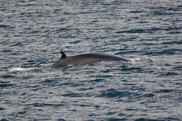 Naklejka premium Dolphin in Galapagos