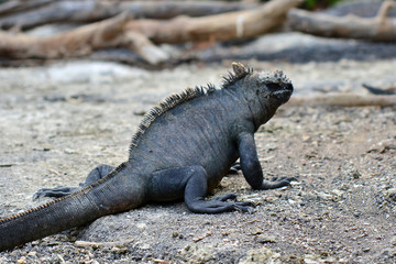 Marine Iguana on Galapago beach