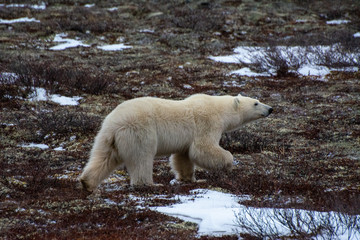 polar bear walks by sniffing the air