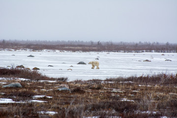 polar bear walking across a frozen pond in northern canada