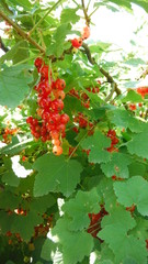 Red currant berries on the bush