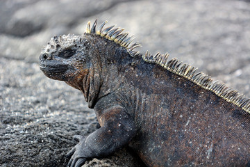 island marine iguana - closeup