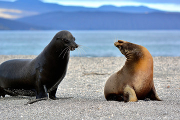 Fototapeta premium Sea lion family affair