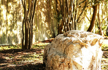 stone and forest in autumn