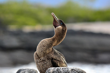 Cormorant  Profile