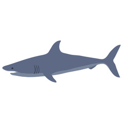 Shark isolated on white