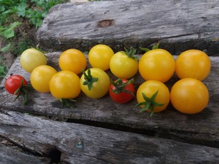 tomatoes from the garden