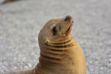 Fototapeta premium Sea lion Portrait