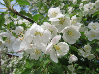 Naklejka na ściany i meble flowering Apple tree
