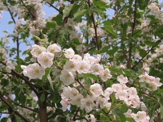 flowering Apple tree