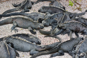 Marine iguanas sun bathing