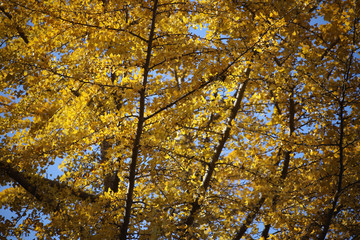 yellow tree in autumn