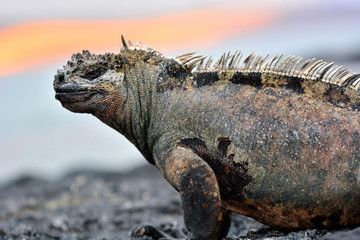 marine, iguana, sunset, iguana, lizard, reptile, animal, nature, wildlife, wild, tropical, animals, closeup, head, marine iguana, reptiles, amphibian, scales, eye, galapagos islands, island, scale, su