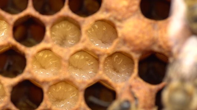 Bee Brood. In beekeeping, bee brood or brood refers to the eggs, larvae and pupae of honeybees