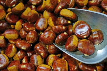 Fresh chestnuts in the shell at a farmers market