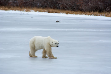 polar bear walking over a frozen pond