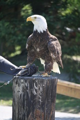 Bald eagle sitting
