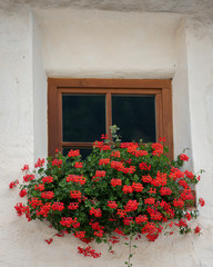 Fototapeta na wymiar Red flowers in front of a small window of a very old house in Burgeis