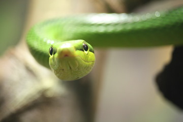 Portrait of a green snake