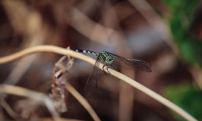 Dragonflies are insects that have four thin wings with quite a lot of veins that are longer than the back, have a large head, have two large and wide compound eyes, have a large body with strong breas