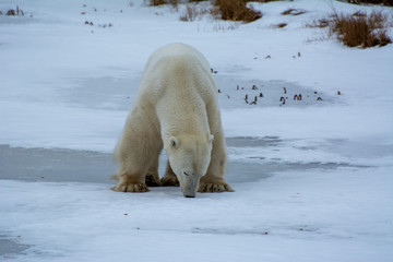 Fototapeta na wymiar polar bear smells the ice