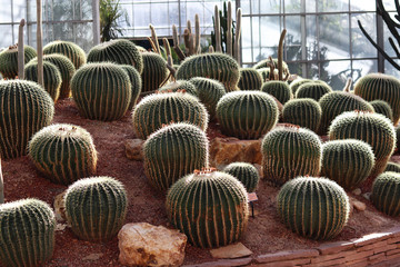Large spherical cactus planted in the nursery.
