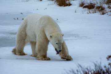 Obraz na płótnie Canvas polar bear yawn