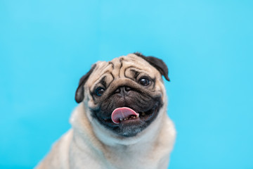 Happy adorable dog pug breed smile and cheerful on blue background,Pug Purebred Dog Concept