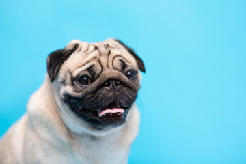 Happy adorable dog pug breed smile and cheerful on blue background,Pug Purebred Dog Concept