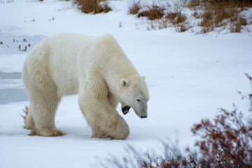 polar bear yawn