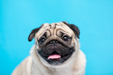 Happy adorable dog pug breed smile and cheerful on blue background,Pug Purebred Dog Concept - obrazy, fototapety, plakaty