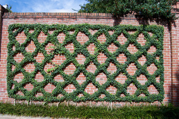 crisscross green on red brick wall