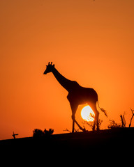 Fototapeta na wymiar Silhouette of a Solitary Giraffe at Sunset in Botswana, Africa