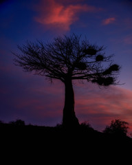 Fototapeta na wymiar Silhouette of Baobab Tree at Sunset in Botswana, Africa