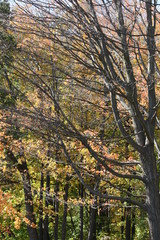 Fototapeta premium Beautiful autumn trees