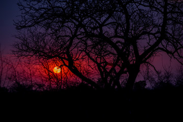 Naklejka premium Lacy Silhouette of Tree Branches against an African Sunset
