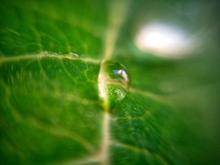 water drop on leaf