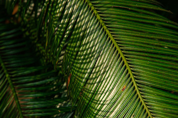 Close up green palm leaves texture with light and shadow