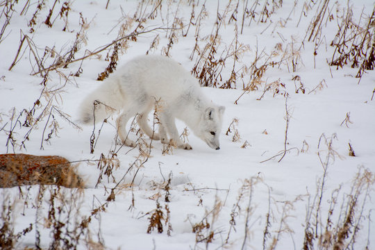 arctic fox in northern canada hunting lemming