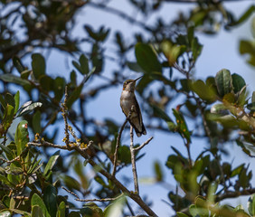 TexasHummingBird2019-5