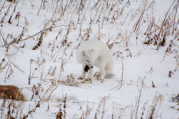 arctic fox in northern canada hunting lemming