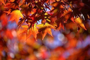 紅葉