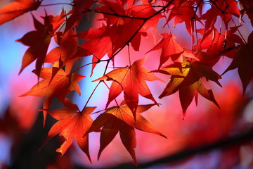 紅葉