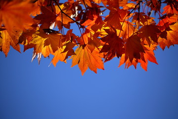 紅葉
