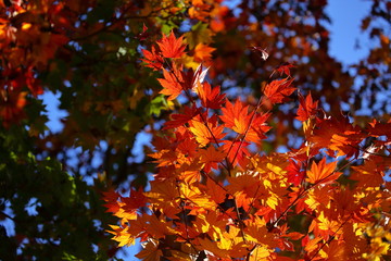 紅葉