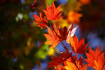 紅葉