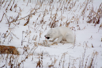 arctic fox in northern canada hunting lemming