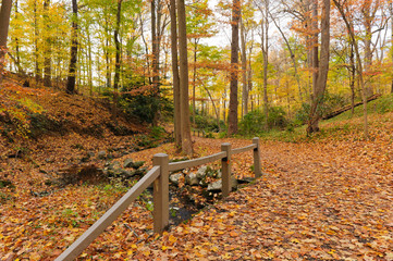 Beautiful autumn forest fall foliage in Rockefeller State Park Westchester County New York, calming...