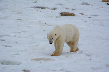 polar bear in the snow walking