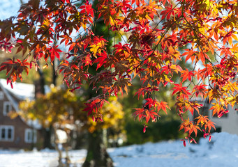 Red leaves of Japanese maple tree early fall snowstorm